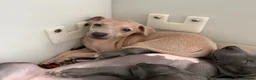 Italian Greyhound dogs for sale: KC Reg fawn male Italian greyhound READY NOW - Advert 11