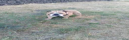 English Bulldog dogs for stud: Harry Fawn English Bulldog - Advert 5