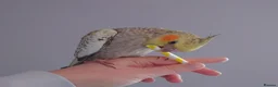 Cockatiels birds for sale: Hand reread silly tame DNA sexed baby cockatiels  - Advert 12