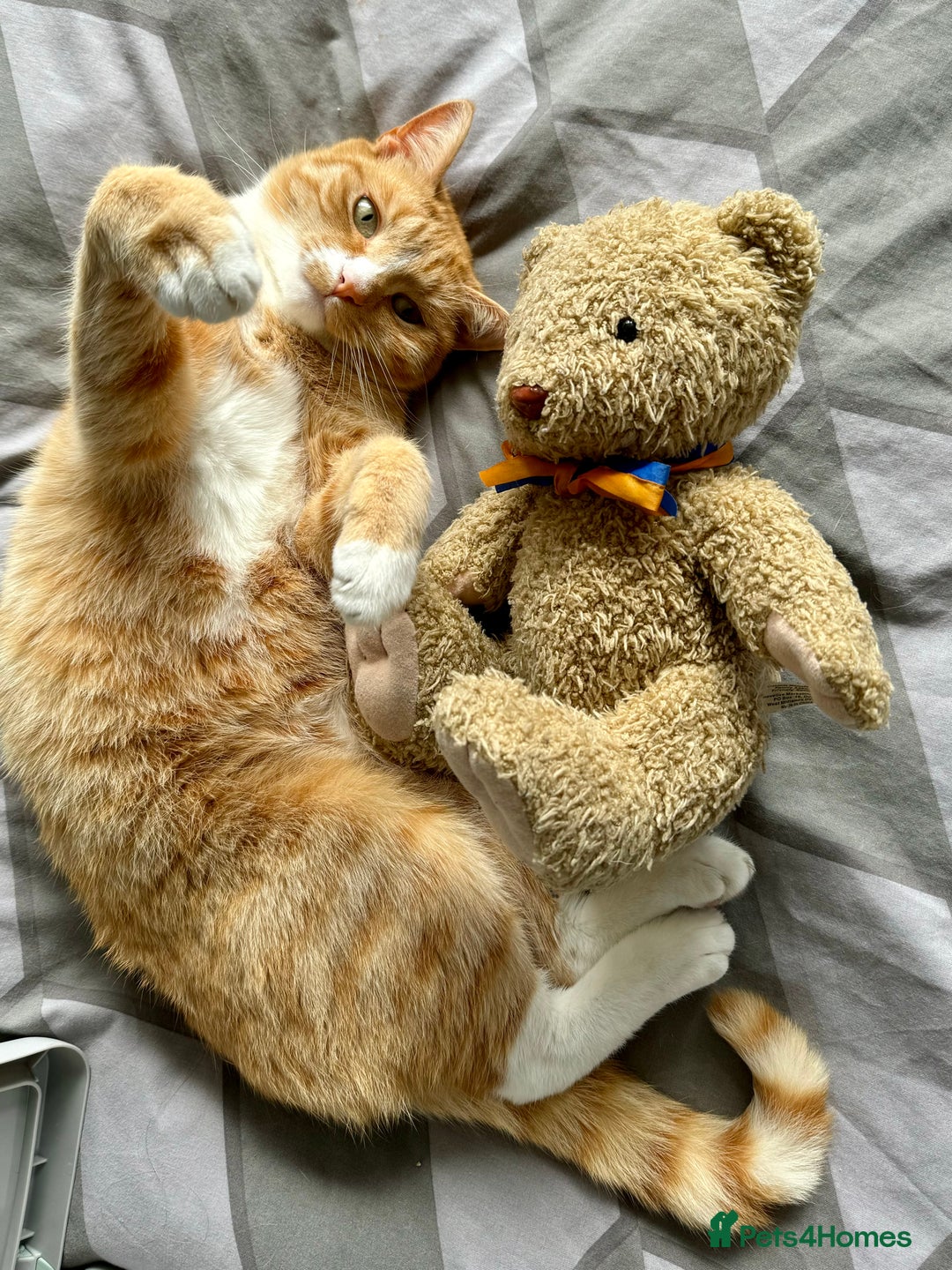 British Shorthair cats for sale: Neutered male - Advert 4