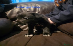 Shepsky dogs for sale: 7 beautiful shepsky puppies - Advert 10