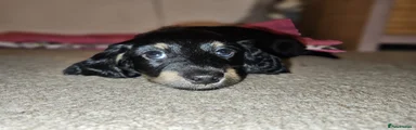 Miniature Dachshund Puppy 1