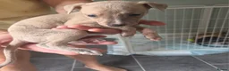 Whippet dogs for sale: Stunning small KC registered whippets  - Advert 14