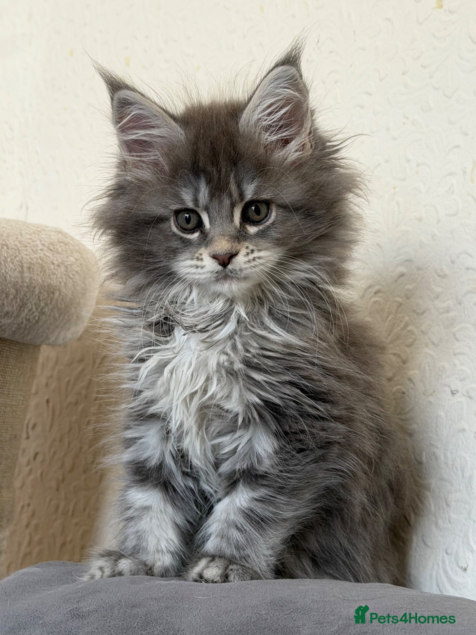 Maine Coon cats for stud: Champion Lines - Proven, Gentle - Blue Smoke - Advert 18