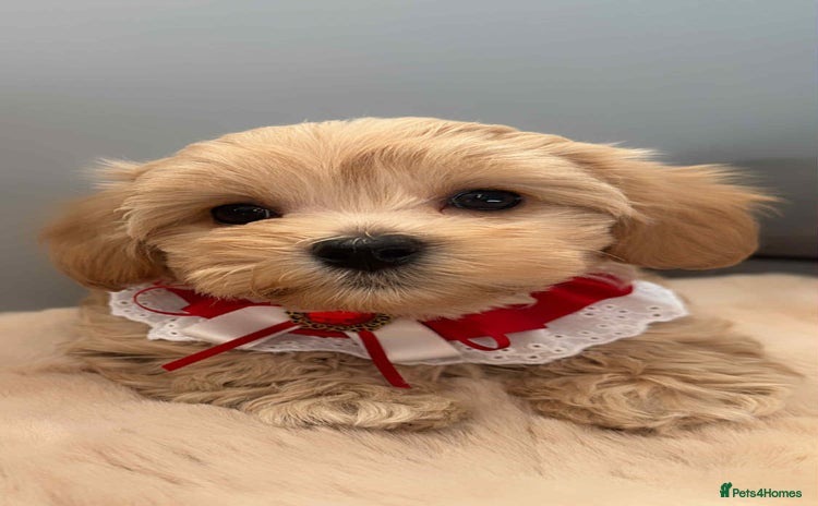 Maltipoo dogs - Advert 8
