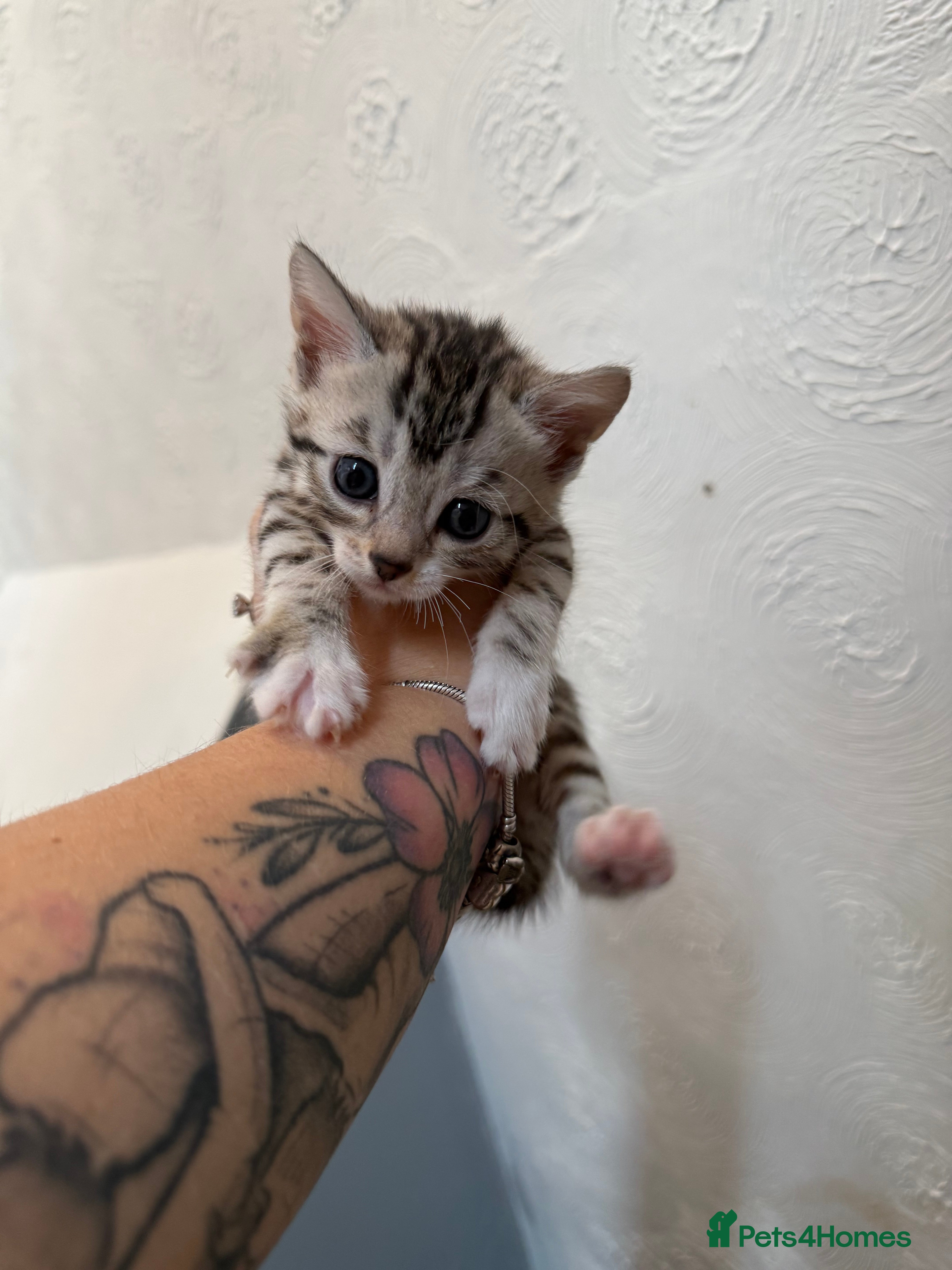 Mixed Breed cats Bengal cross kittens - Advert 2