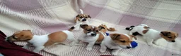 Jack Russell dogs for sale: Pure Jack Russell pups for sale - Advert 8