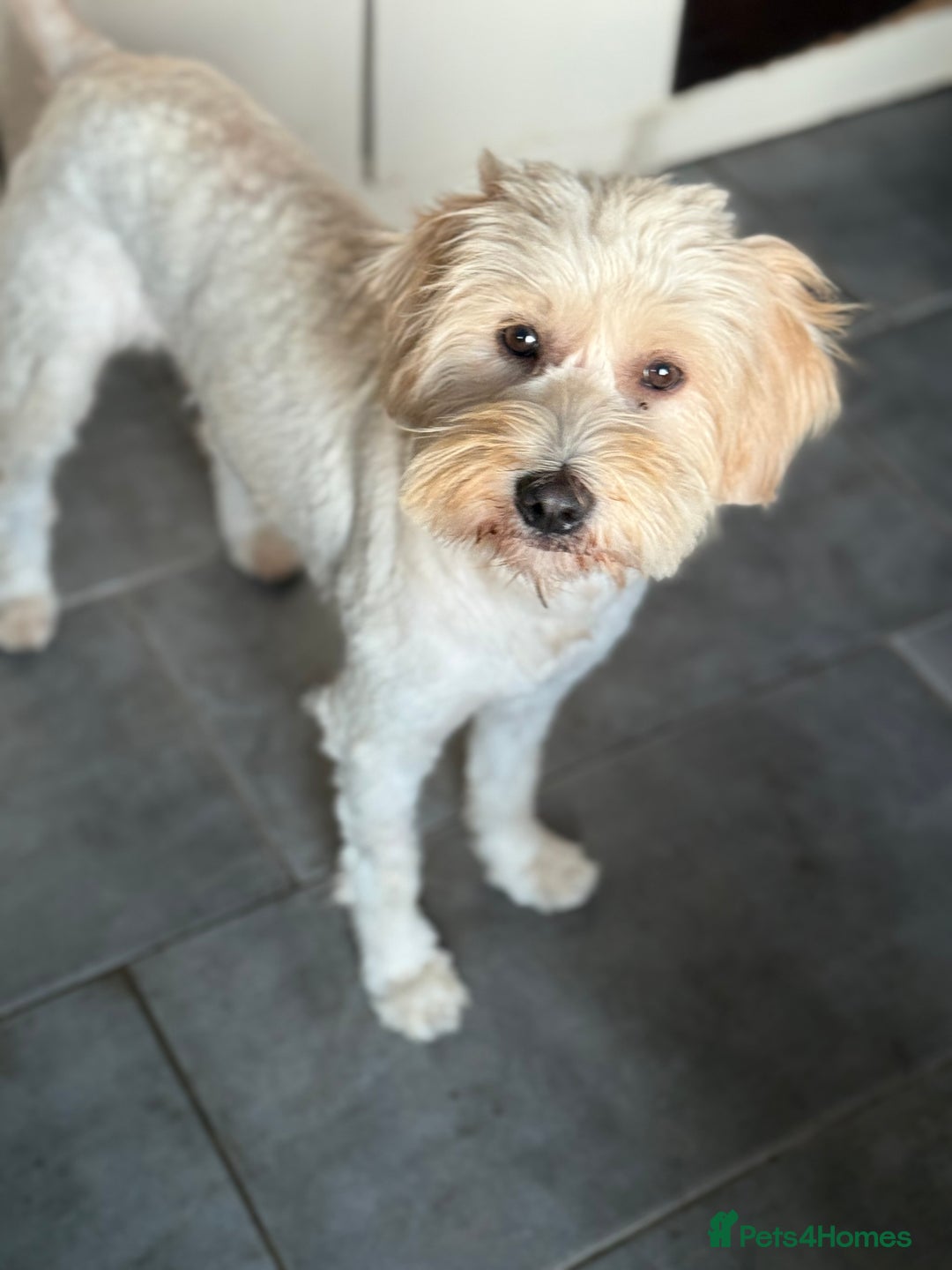 Tibetan Terrier dogs for adoption: Sweet Barney looking for LOVE - Image 3