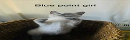 Mixed Breed cats for sale: Siamese x Ragdoll Kittens Looking for Loving Homes - Advert 3