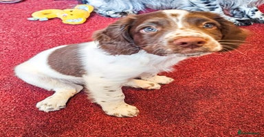 English Springer Spaniel dogs - Advert 4