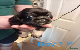 Mixed Breed dogs for sale: Pug x Shih Tzu Pug zu shih pug puppies - Image 12