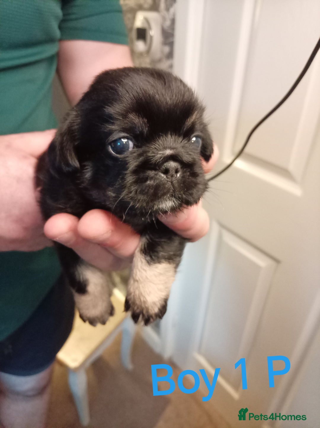 Mixed Breed dogs for sale: Pug x Shih Tzu Pug zu shih pug puppies - Image 12