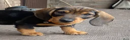 Dachshund dogs for sale: Standard Wire Haired Dachshunds  - Advert 4