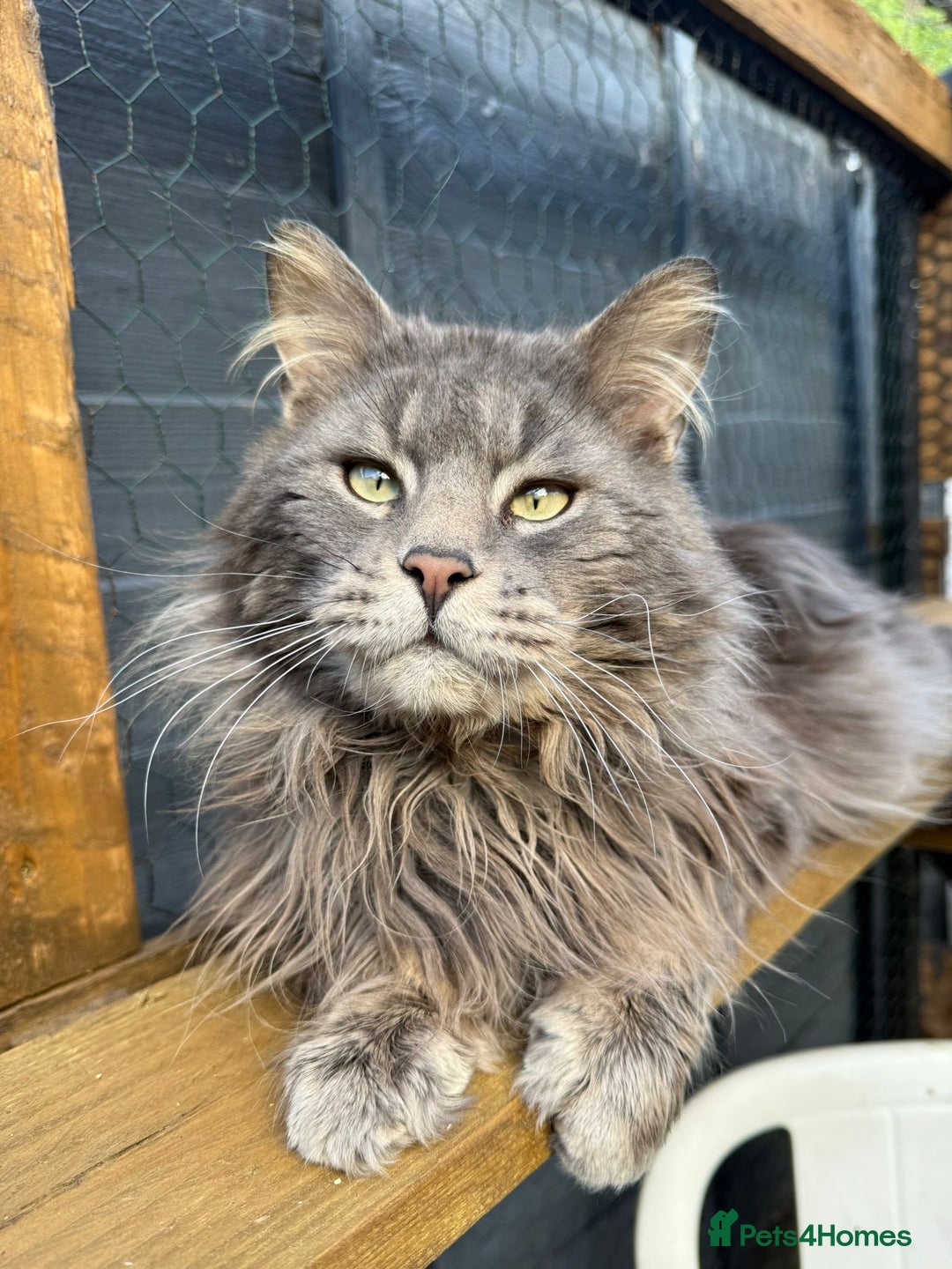 Maine Coon cats for sale: Plush PusZ XXL TICA registered Maine Coon Kittens - Advert 17