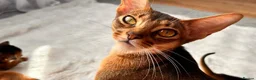 Abyssinian cats for sale: Champion line  - Advert 1