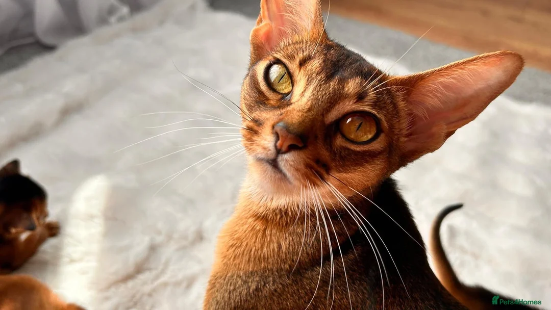 Abyssinian cats for sale: Champion line  - Advert 1