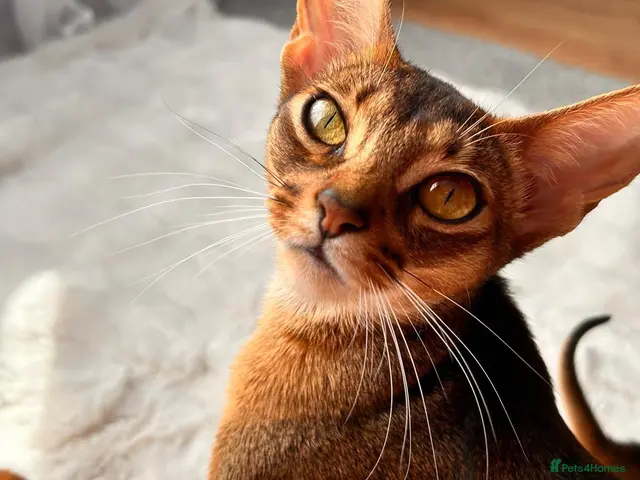Abyssinian cats for sale: Champion line - Advert 5