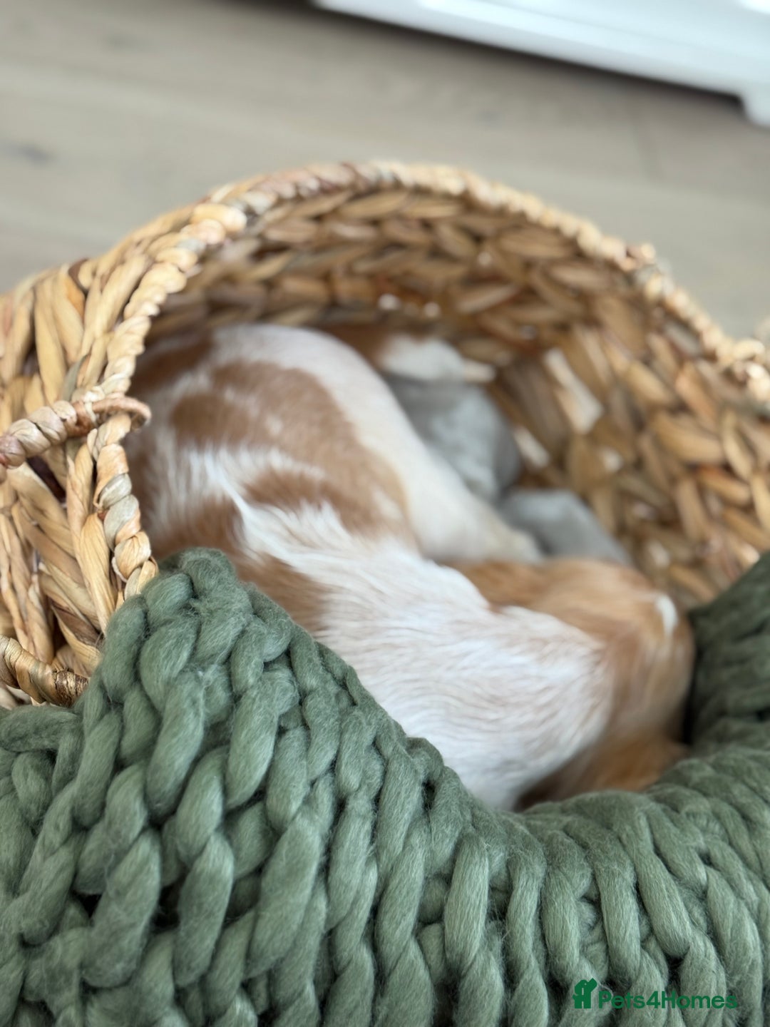 Cocker Spaniel dogs for sale: Show type cocker spaniels 🐶 ready now 🐶 - Image 17