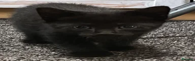 Domestic Shorthair 2