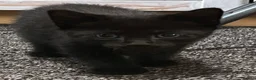 Domestic Shorthair cats for sale: 4 Beautiful Kittens for Sale  - Advert 4