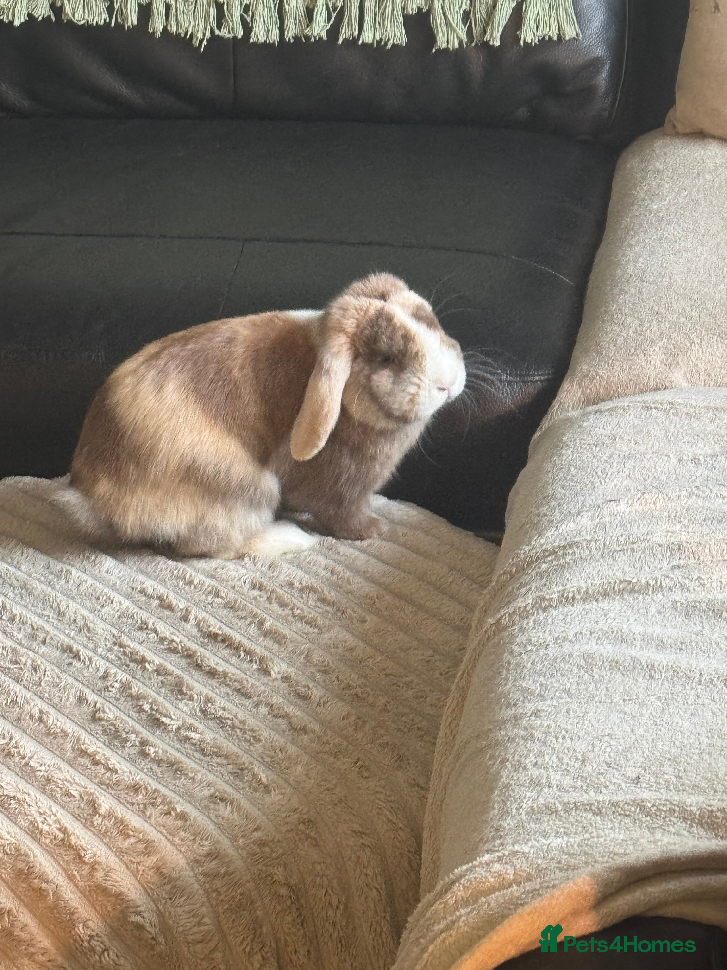 Mini Lop rabbits Mini lop  - Advert 6