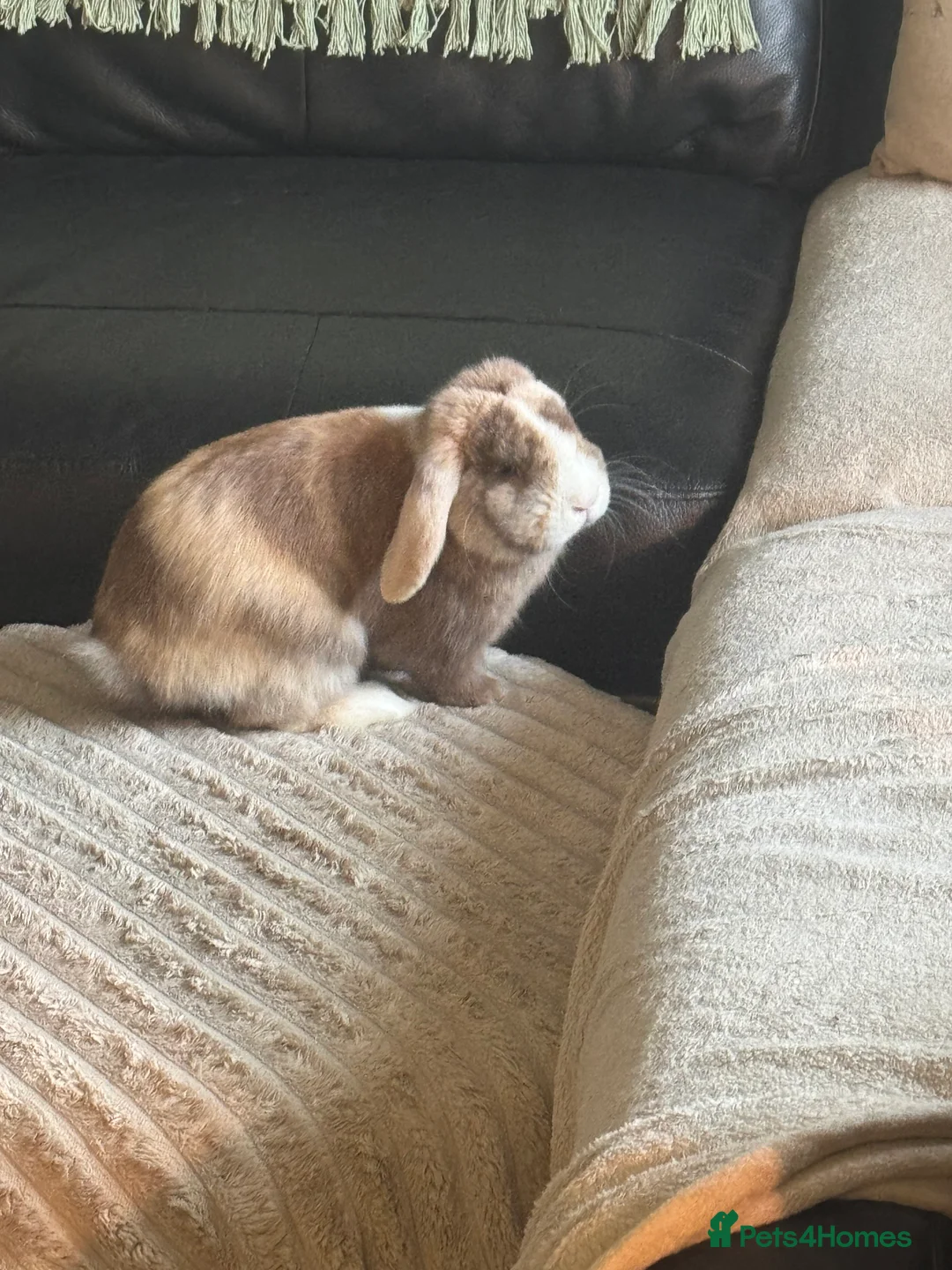 Mini Lop rabbits for sale: Mini lop  - Advert 1