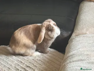 Mini Lop rabbits Mini lop - Advert 6