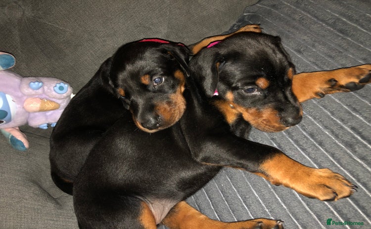 Dobermann dogs - Advert 2