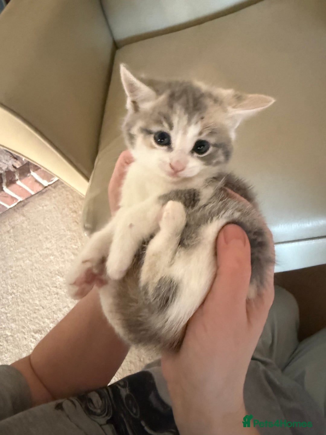 Ragdoll cats for sale: Part rag doll kittens  - Advert 8