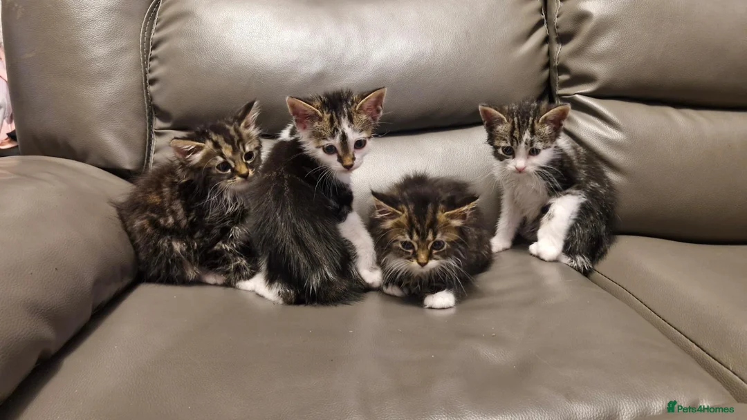 Mixed Breed cats for sale: 4 beautiful kittens  - Advert 10