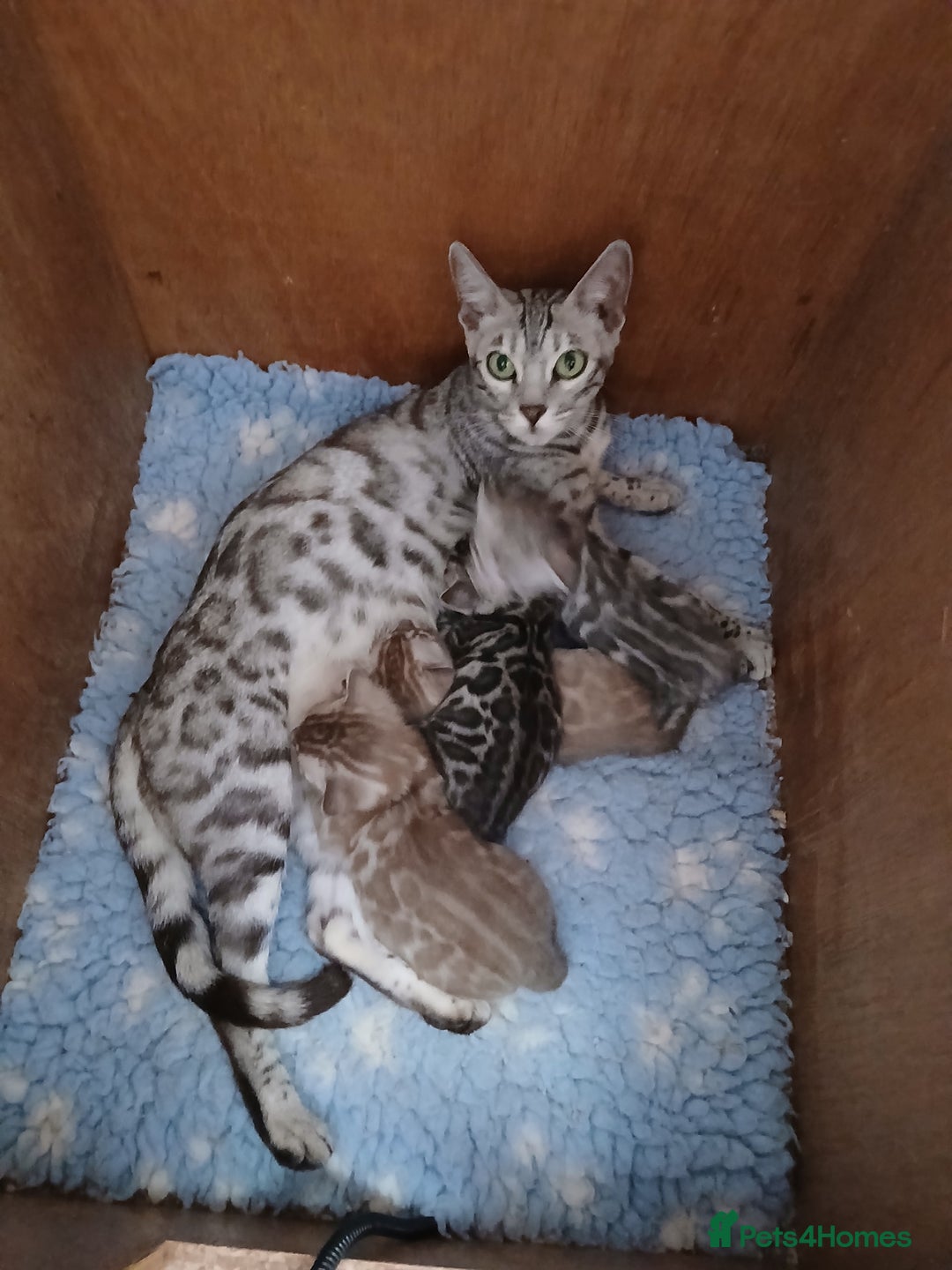 Bengal cats for sale: Stunning Bengal kittens - Image 1
