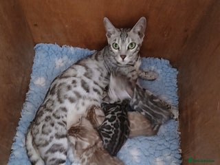 Bengal cats - Advert 16