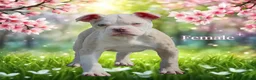 Olde English Bulldogge dogs for sale: 23❤️YEARS❤️5⭐️RATED❤️LICENSED❤️PROFESSIONALS❤️ - Advert 7
