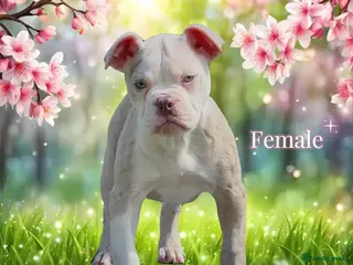Olde English Bulldogge dogs 23❤️YEARS❤️5⭐️RATED❤️LICENSED❤️PROFESSIONALS❤️ - Advert 3