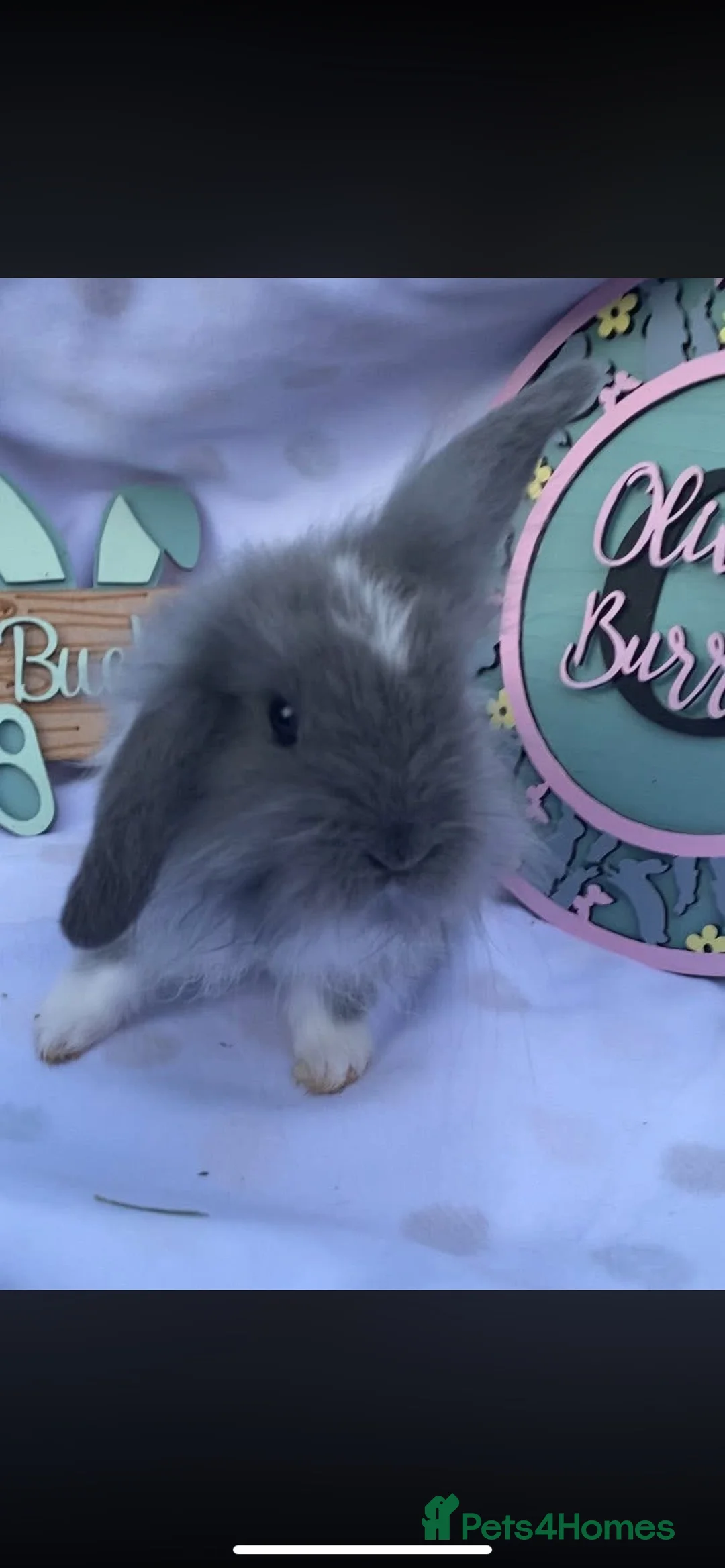 Mini Lop rabbits for sale: mini lop and mini lion lop boys for sale  - Advert 9