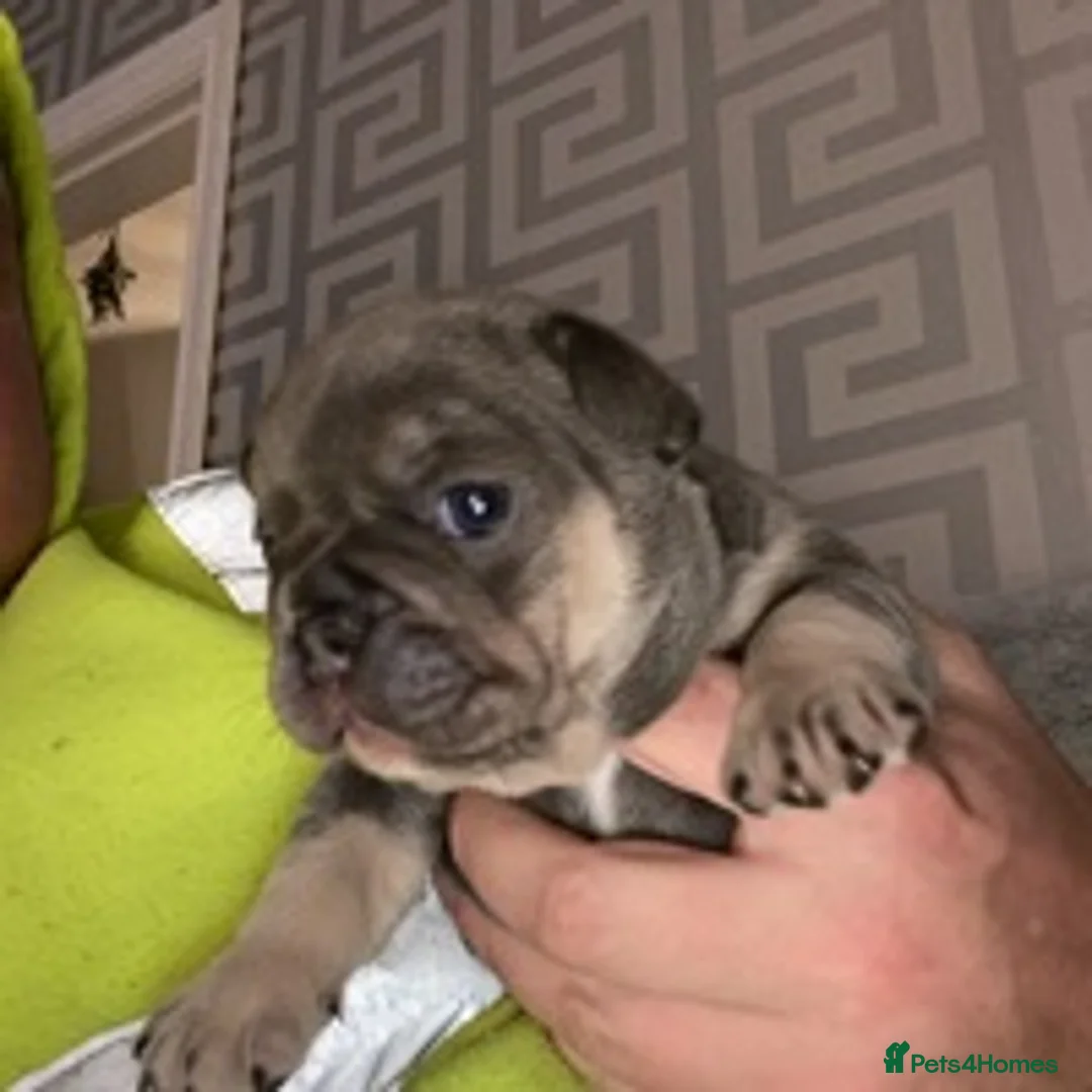 French Bulldog dogs for stud: BRUCE blue and tan french bulldog in Sheffield - Advert 9