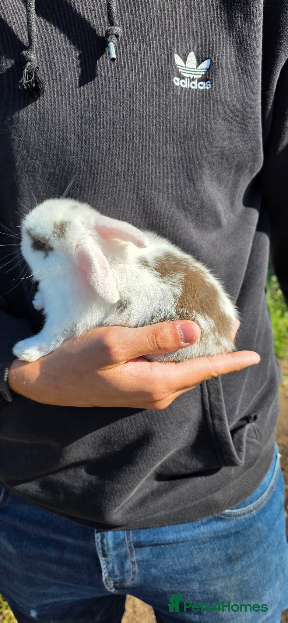 Mini Lop rabbits Mini lop babies  - Advert 1