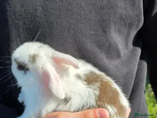 Mini Lop rabbits Mini lop babies - Advert 1