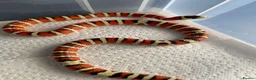 King Snake reptiles for sale: CB23 Arizona Mountain Kingsnake in Harlow - Advert 3