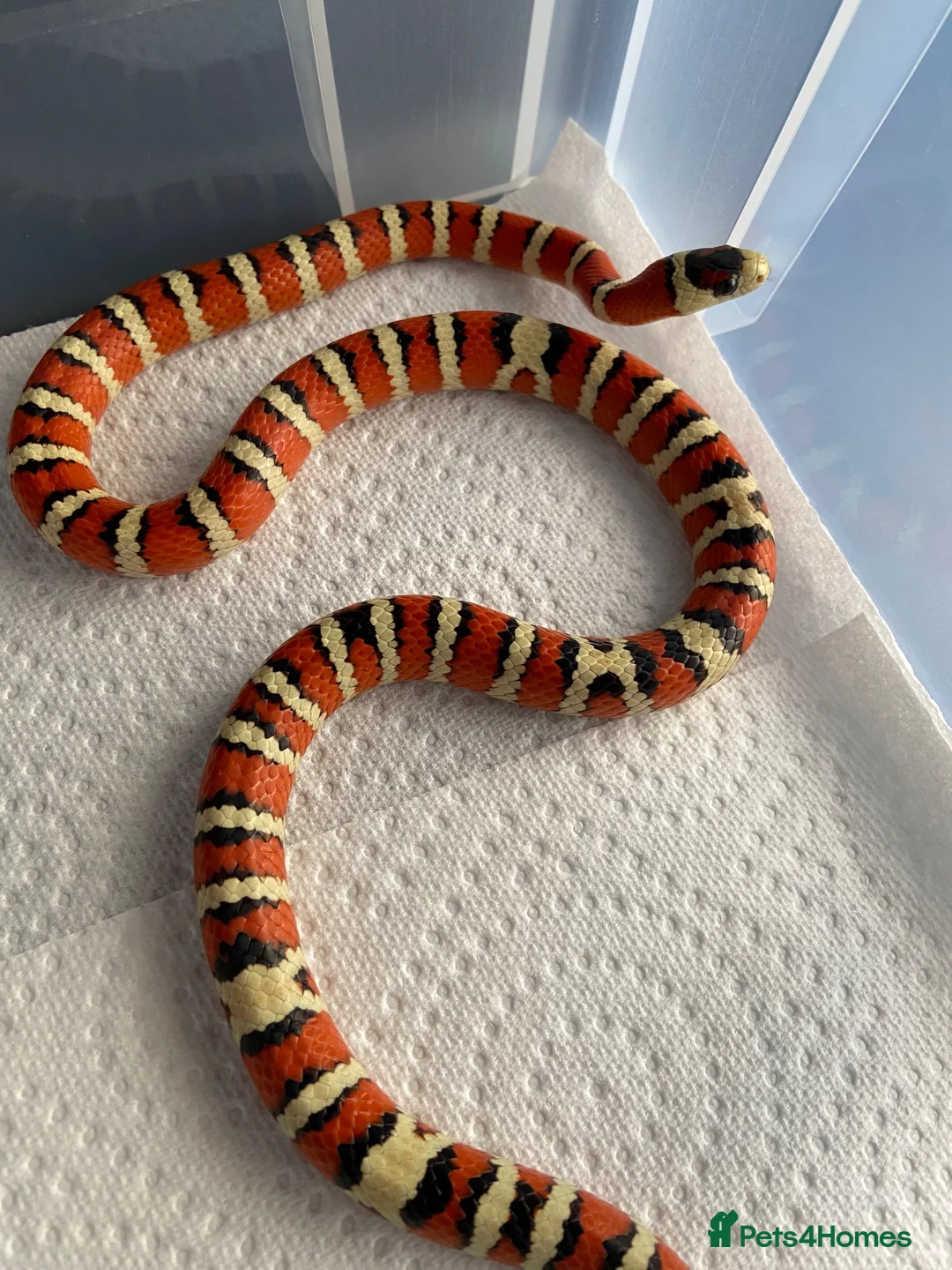 King Snake reptiles for sale: CB23 Arizona Mountain Kingsnake in Harlow - Advert 3