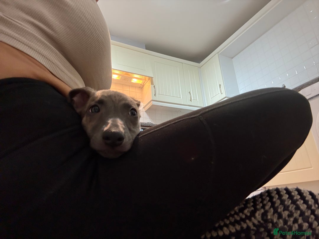 Whippet dogs for sale: Whippet Boy - Image 4