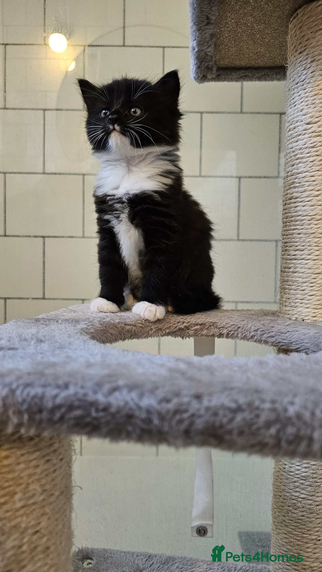 Mixed Breed cats 1 Adorable (Black & White female) Kitten for Sale - Advert 1