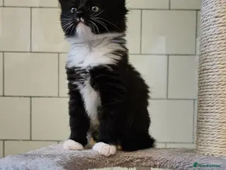 Mixed Breed cats 1 Adorable (Black & White female) Kitten for Sale - Advert 1