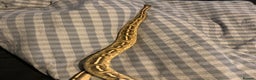 Python Snake reptiles for sale: Ball pythons for sale - Advert 4