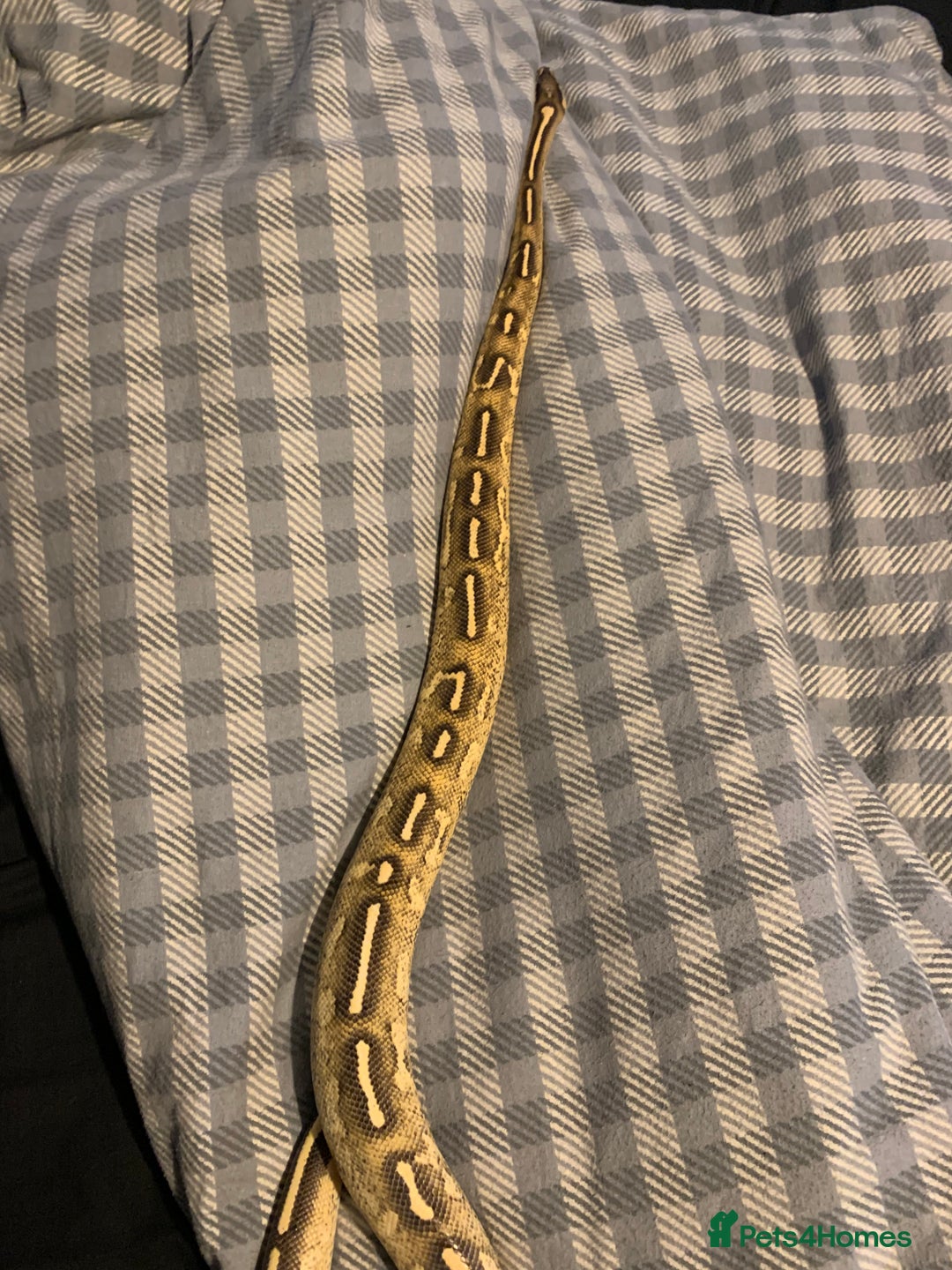 Python Snake reptiles for sale: Ball pythons for sale - Advert 4