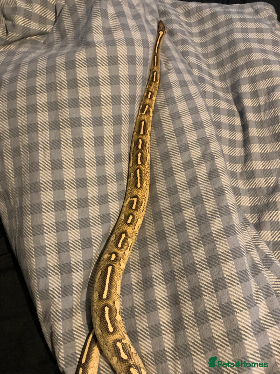 Python Snake reptiles for sale: Super gravel with set up - Advert 2