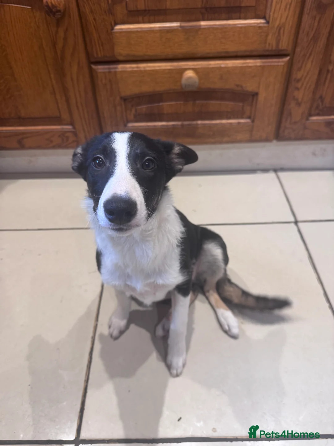 Border Collie dogs for sale: Beautiful Boarder Collie for sale - Advert 2