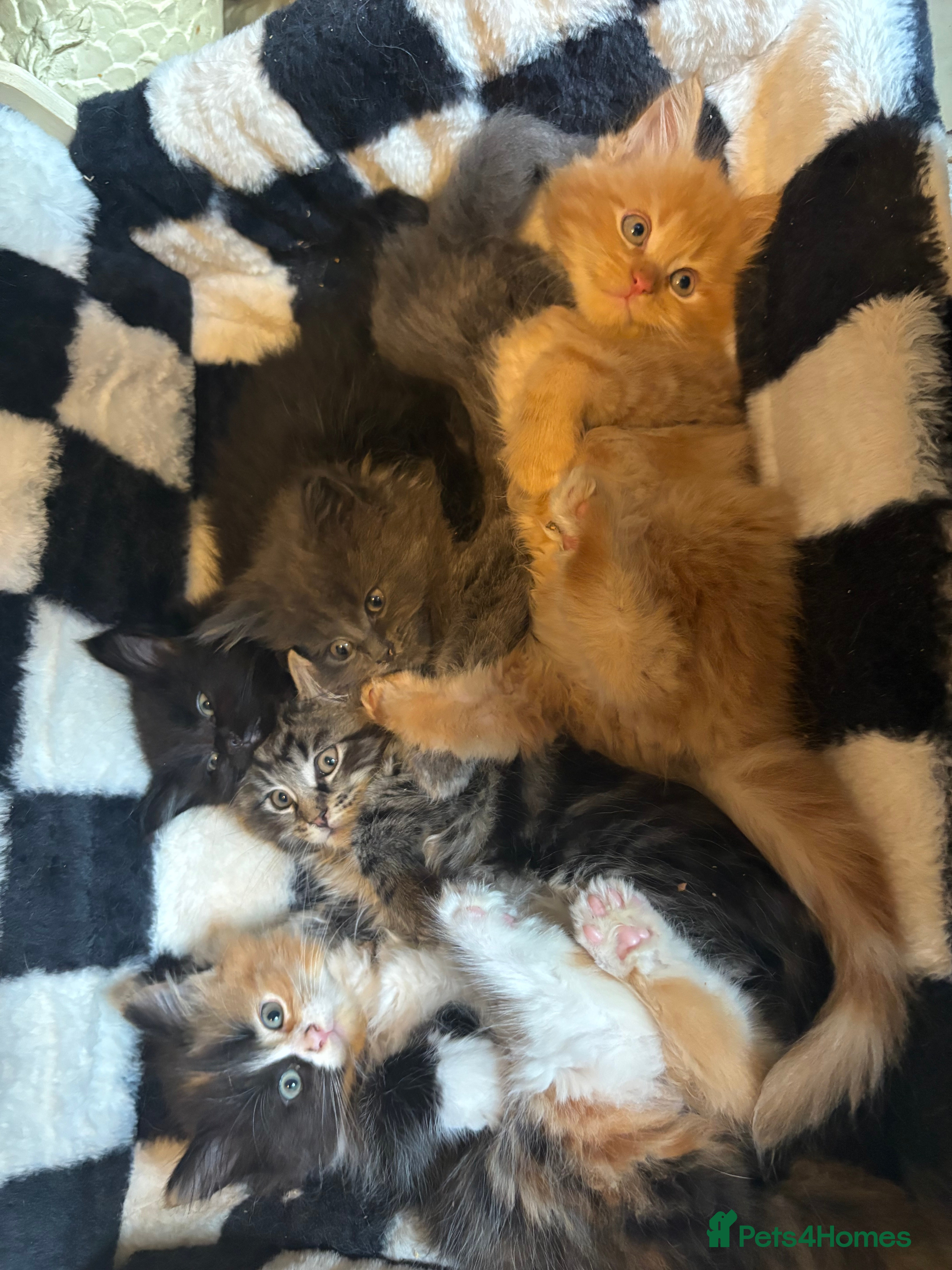 Maine Coon cats Maincoon kittens 3 male 2 females ready to fo - Advert 2