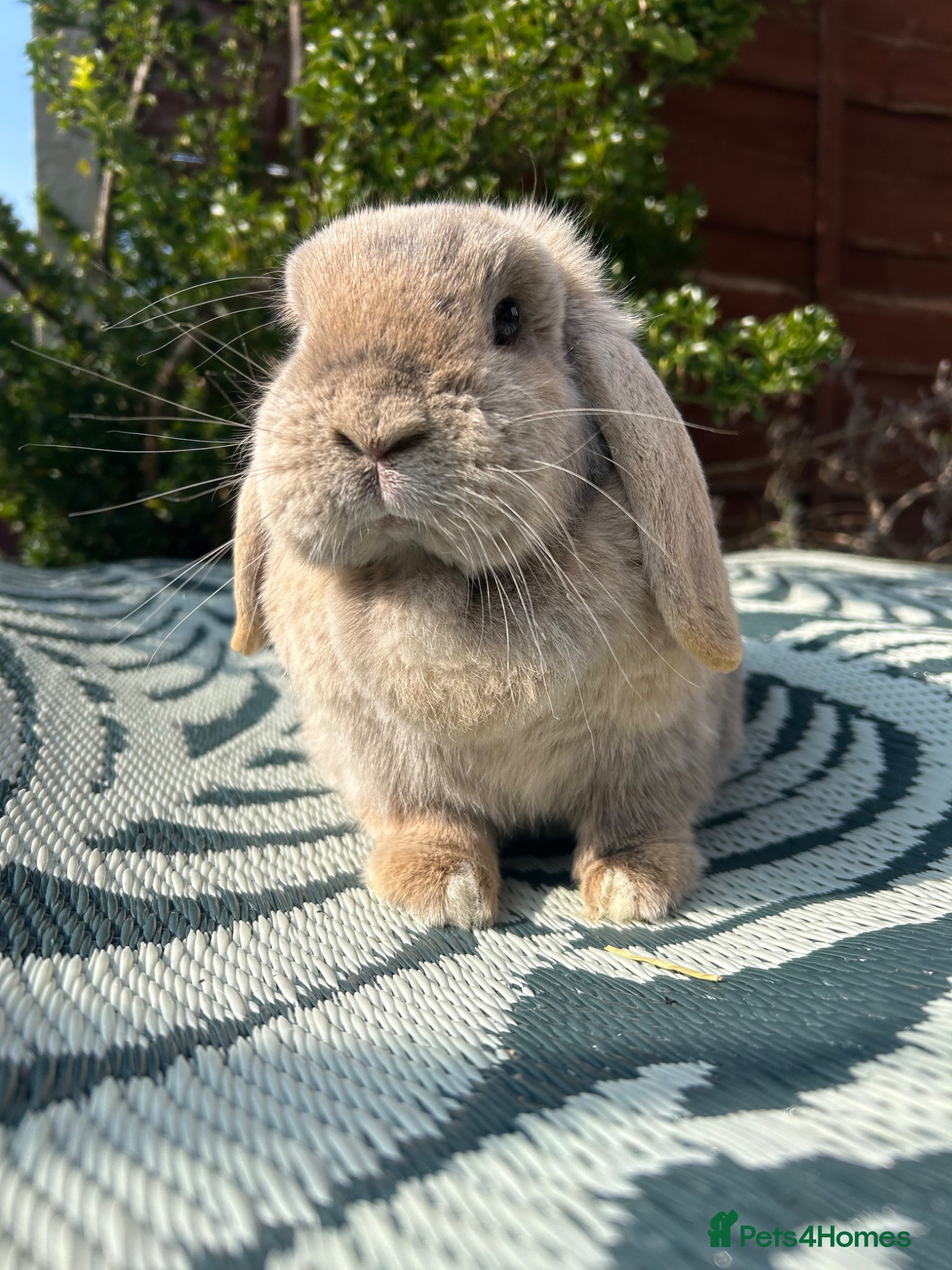 Mini Lop rabbits Beautiful mini lop doe for sale  - Advert 2