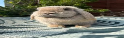 Mini Lop rabbits for sale: Beautiful mini lop doe for sale  - Advert 1
